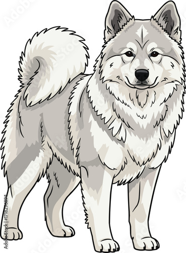 Canadian Eskimo Dog standing alert facing front vector illustration
