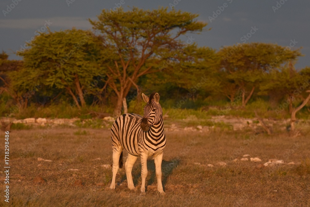 Obraz premium Steppenzebras (Equus quagga) im Wasserloch Chudop im Abendlicht (Etoscha Nationalpark)