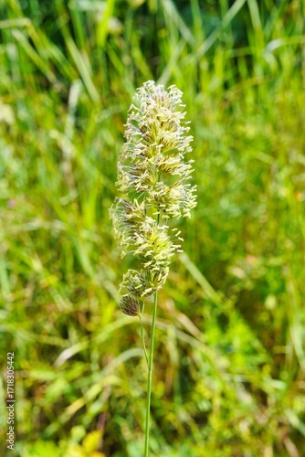 Gras Blüte