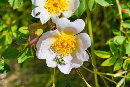 Bauernrosen Blüte