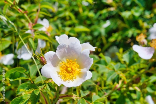 Bauernrosen Blüte