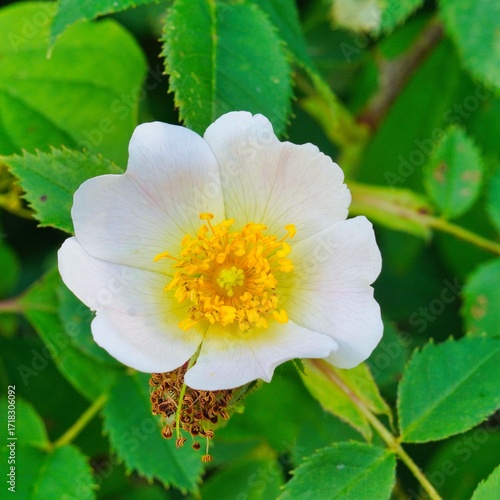 Bauernrosen Blüte