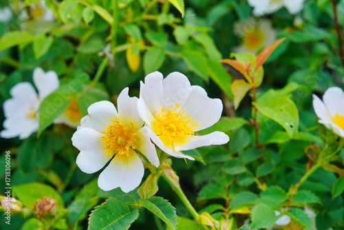 Bauernrosen Blüte