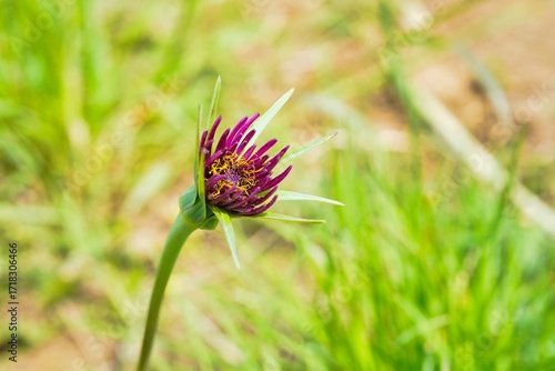 Blüte