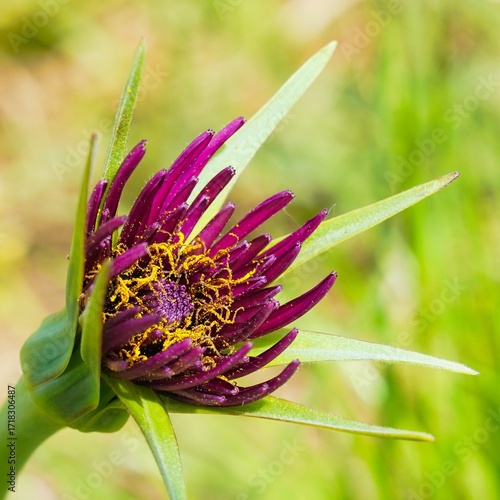 Blüte