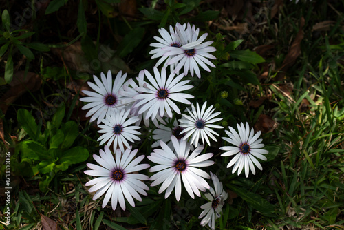A cluster of elegant African Daisies Osteospermum ecklonis) flowers