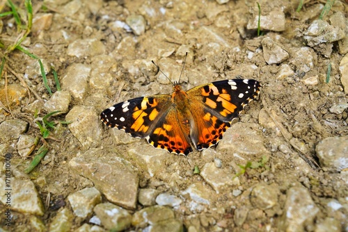 Distelfalter