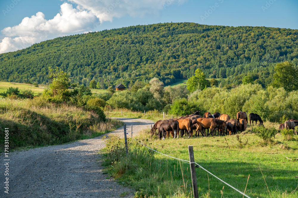 Obraz premium Hucuły