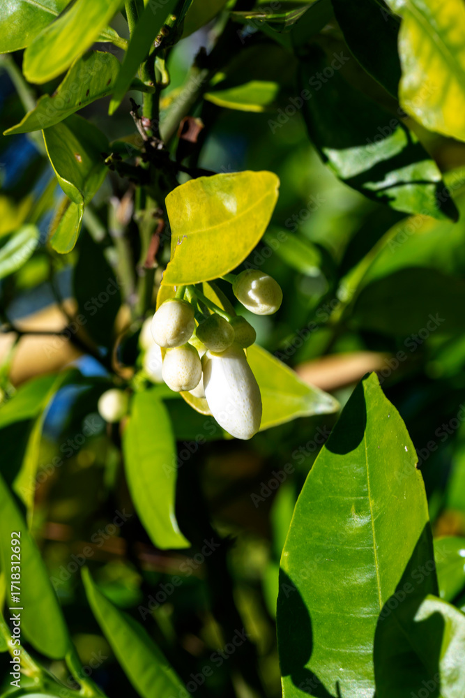 Obraz premium Tiny, sweet lime buds, speckled with promise, hang from their stems