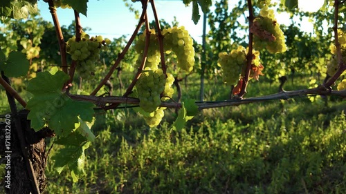 White grape clusters sway gently on the vine as the camera pulls away, revealing the vineyard rows. Sunlight highlights the grapes and leaves, creating a cozy and scenic harvest atmosphere.