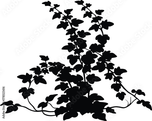 Creeping Fig Silhouette | Creeping Fig Plant Vector