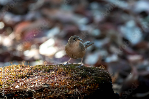 Fototapeta Corruíra bird, Wren, Troglodytes musculus, Troglodytes aedon