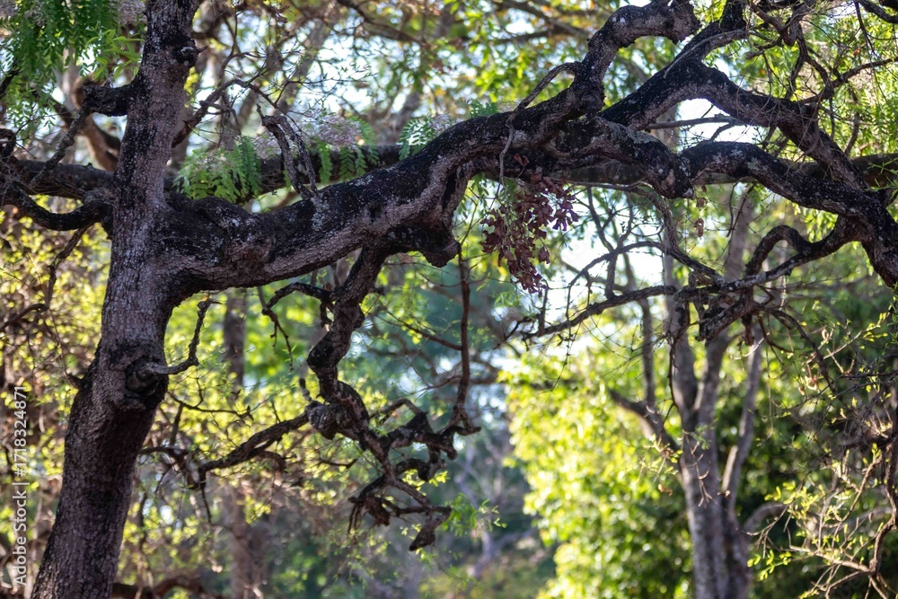Fototapeta premium Idyllic background scenery with idyllic tropical forest landscape and dry branches of old trees