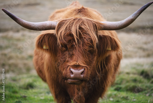 Close up portrait of Scotti...