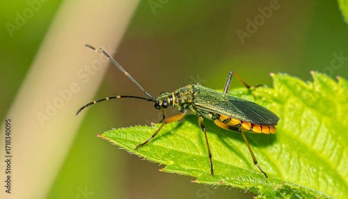 Wallpaper Mural Close-up of a vibrant green insect on a leaf Torontodigital.ca