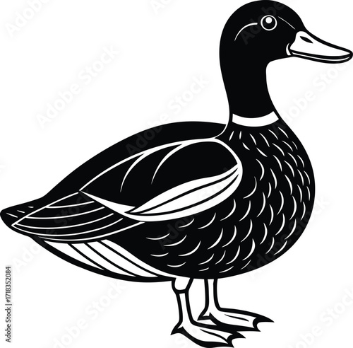 mallard-duck-flat-clean-vector--pastel-background