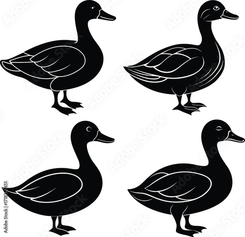 mallard-duck-flat-clean-vector--pastel-background