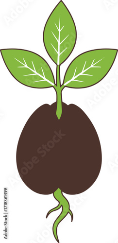 silhouette seed plant growing
