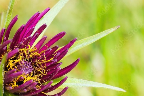 Blüte