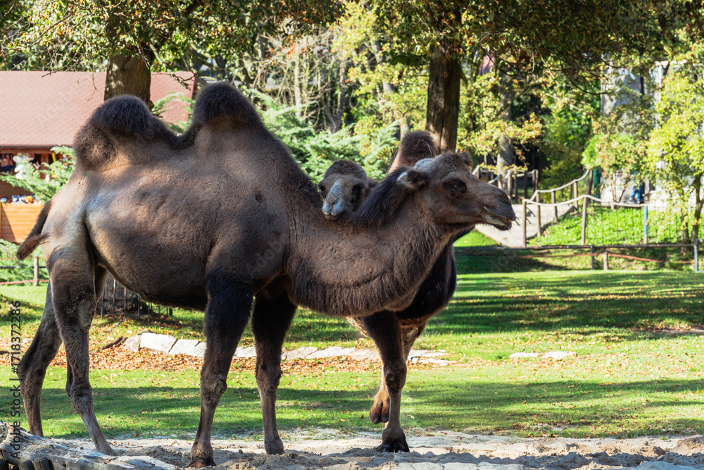 Fototapeta premium Two Bactrian camels are standing peacefully. The camels stand tall with a sandy base and verdant foliage backdrop, zoo setting.