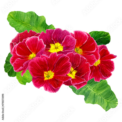 PNG Watercolor drawn Primrose, pink flowers and green leaves isolated. Botany Illustration of spring flowers with magenta, red and yellow petals. Design for covers, packaging, fabric, season offer.