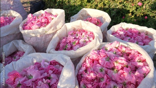 Bild auf Leinwand Damask rose petals in bags
