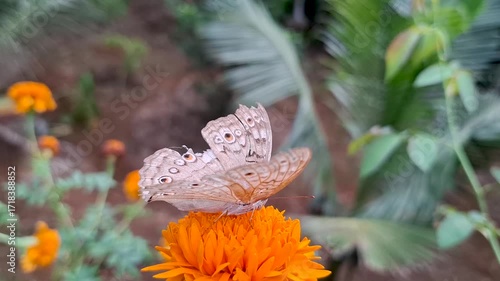 butterfly collecting nectar from a flower