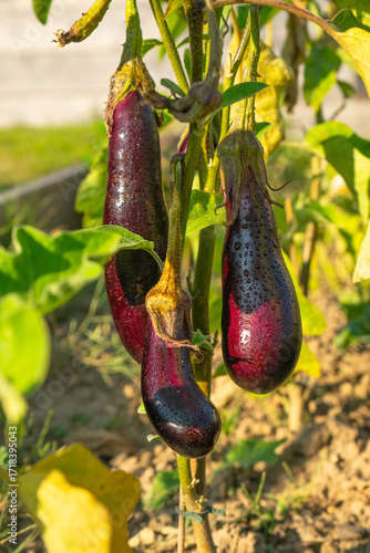 Aubergine eggplant plants in a garden close up