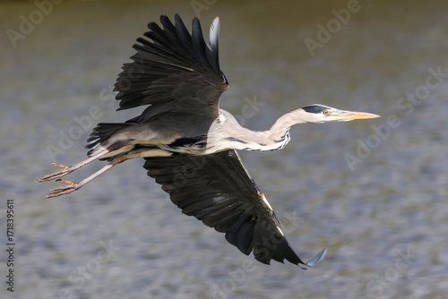 Grey Heron Flying Over Lake - 241A8469