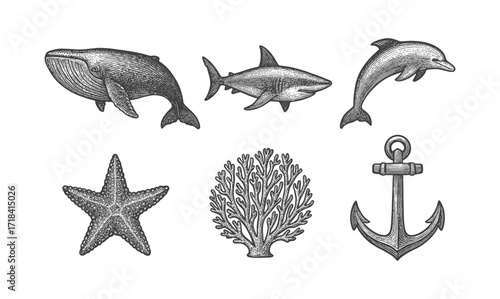 Vintage marine life engraving: sea creatures and nautical elements