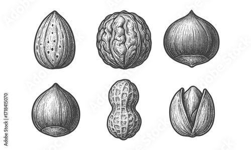 Vintage engraving of assorted nuts in black and white