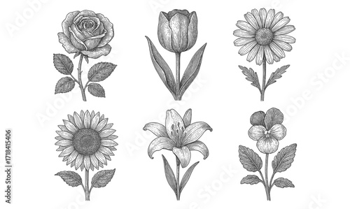 Detailed botanical pen and ink style flower collection with six varieties