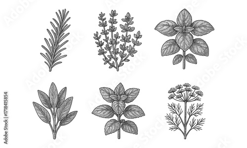 Hand-drawn herb collection featuring rosemary, thyme, basil, and dill