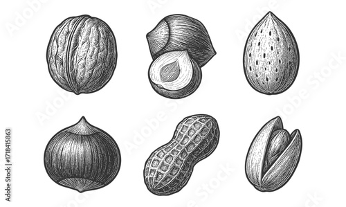 Hand drawn nut collection: detailed black and white engraving of various nuts