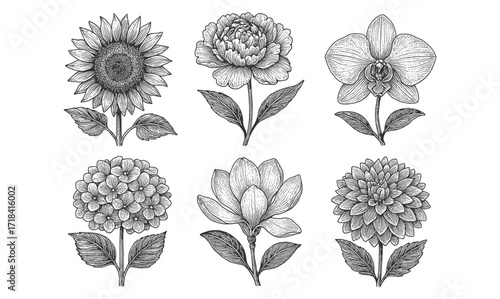 Detailed black and white floral set with sunflower, dahlia, orchid, and more