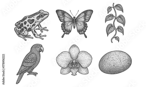 Vintage botanical and animal sketches: frog, butterfly, bird, leaf, orchid, and egg