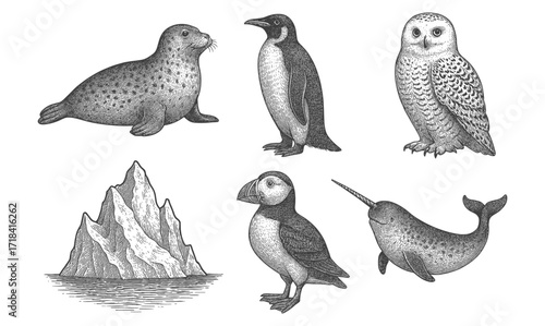Arctic and antarctic wildlife: detailed engraved animal collection