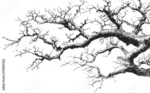 Tree branch sketch hand drawn detailed bare branches on white background — stock vector