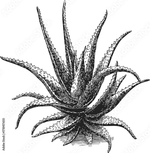 Aloe vera plant sketch, hand drawn succulent with spiky leaves — stock vector