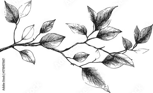 Branch with leaves sketch, hand drawn, detailed black line art botanical illustration, isolated on white background — stock vector