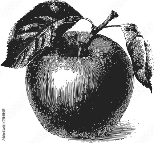 Apple sketch hand drawn with leaves detailed botanical engraving — stock vector