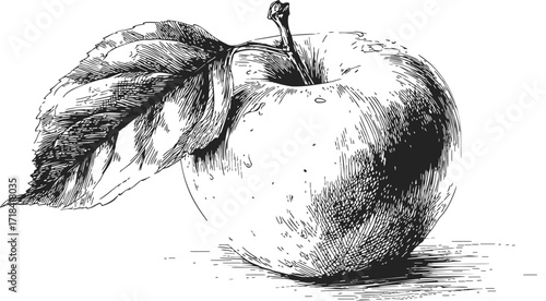 Apple sketch hand drawn with detailed leaf and textured shading — stock vector