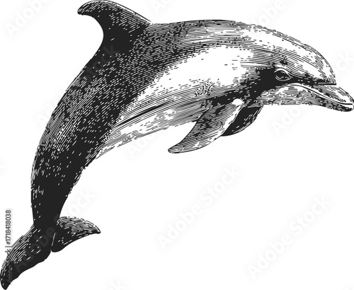 Dolphin sketch hand drawn detailed marine animal illustration — stock vector