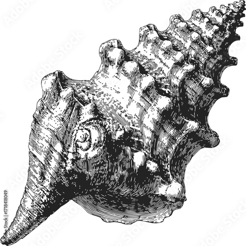 Conch shell sketch hand drawn detailed marine sea snail illustration — stock vector