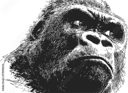 Gorilla face sketch, hand drawn vector, intense close up portrait in black and white — stock vector