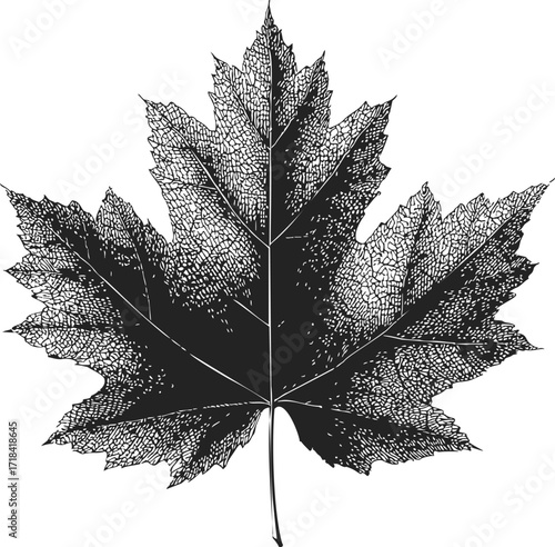 Maple leaf sketch hand drawn detailed botanical illustration with intricate veins — stock vector