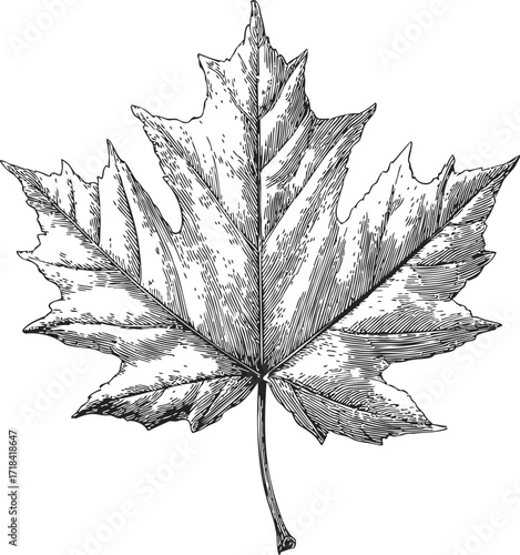 Maple leaf sketch, hand drawn line art with detailed veins and jagged edges — stock vector