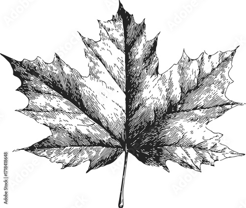 Maple leaf sketch, hand drawn botanical illustration with detailed veins — stock vector