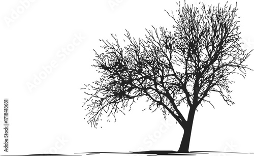 Bare tree sketch hand drawn silhouette with detailed branches on white background — stock vector