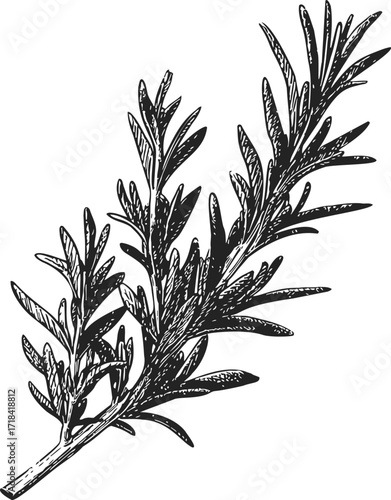 Rosemary sprig sketch hand drawn botanical herb isolated on white — stock vector